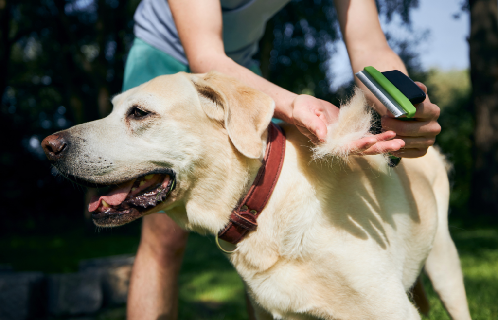 Regularly grooming your pet can help prevent dander buildup. 